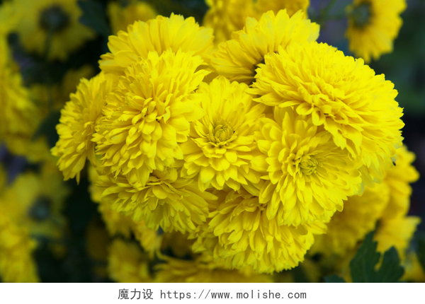 盛开的黄色菊花特写F.花